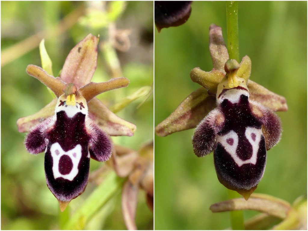 Ophrys tardive e altre orchidee in Epiro - Grecia settentrionale  22_30 maggio 2024.